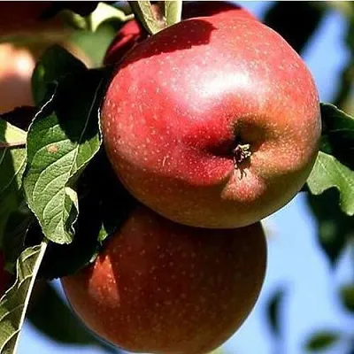 Яблоня АНТЕЙ КИЕВСКИЙ колонновидная в Самаре