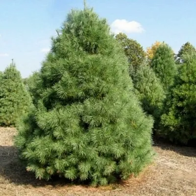 Сосна ВЕЙМУТОВА  Сосна ВЕЙМУТОВА в Самаре