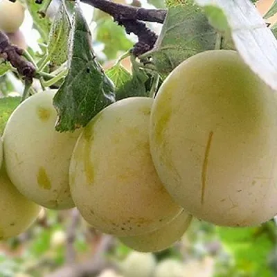 Слива УТРО в Самаре