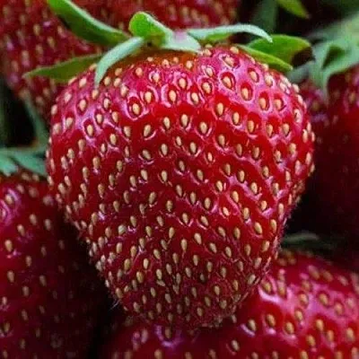 Клубника НАНДИ в Самаре