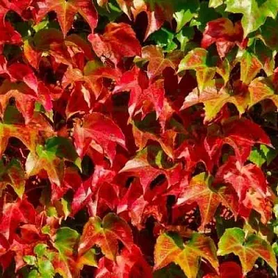 Девичий виноград тройчатый ВИЧИ в Самаре