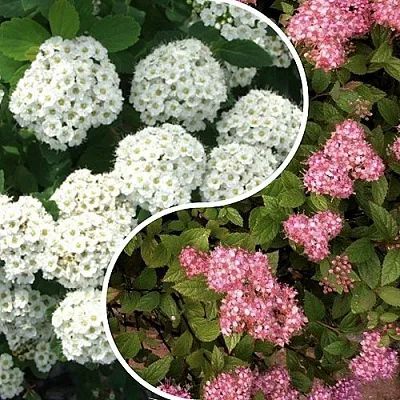 Комплект ТАЛАНТЛИВЫЙ САДОВОД в Самаре