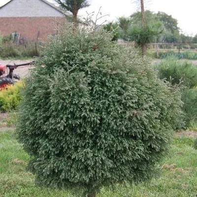 Туя вересковидная  Туя вересковидная в Самаре