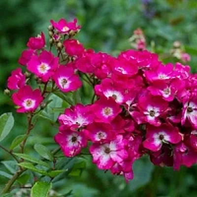 Саженцы роз МАРДЖОРИ ФЕЙР полиантовая  Саженцы роз МАРДЖОРИ ФЕЙР полиантовая в Самаре