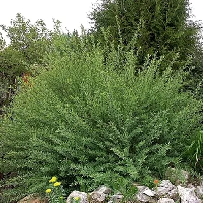 Ива НАНА  пурпурная  в Самаре