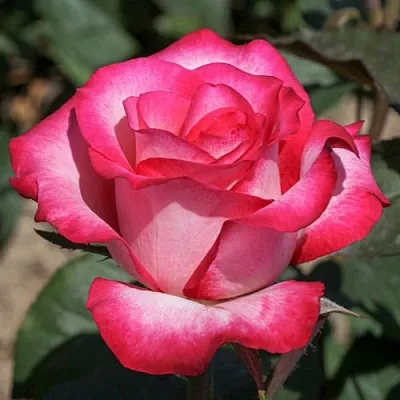 Саженцы роз ХАЙЛЕНДЕР чайно-гибридная в Самаре