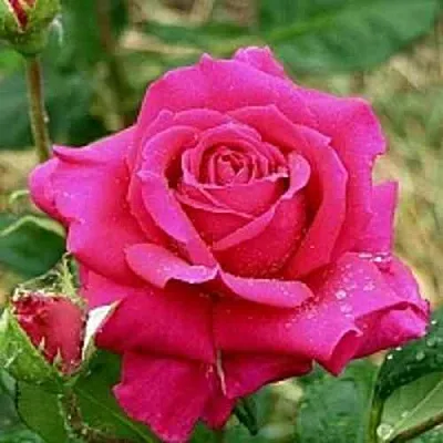 Саженцы роз ШАКИРА чайно-гибридная в Самаре