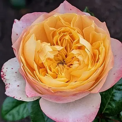 Саженцы роз ГОЛДЕН ВУВУЗЕЛА чайно-гибридная в Самаре