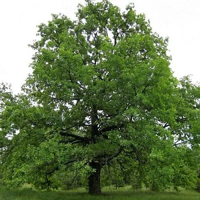 Дуб черешчатый  в Самаре