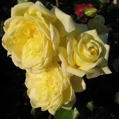 Саженцы роз КАЗИНО плетистая в Самаре