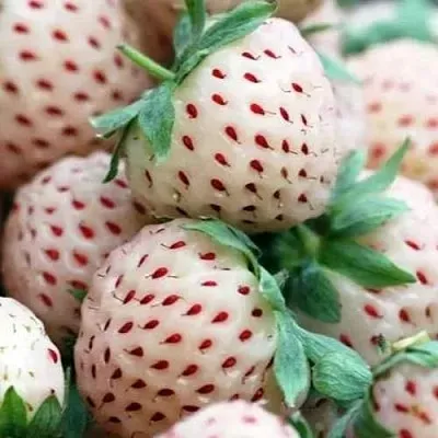 Клубника АНАНАСА ремонтантная в Самаре