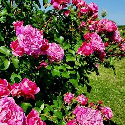 Саженцы роз ИНЕС САСТР плетистая в Самаре