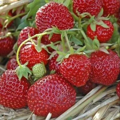 Клубника ЗЕНГА-ЗЕНГАНА в Самаре