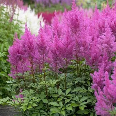 Астильба АМЕТИСТ Арендса в Самаре