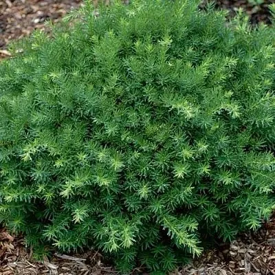 Тис ХИКСИ средний в Самаре