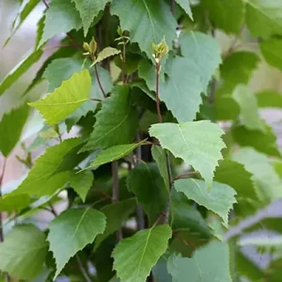 Береза ФАСТИГИАТА повислая  в Самаре