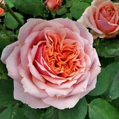 Саженцы роз ПОЛЬ БОКЮЗ шраб  Саженцы роз ПОЛЬ БОКЮЗ шраб в Самаре