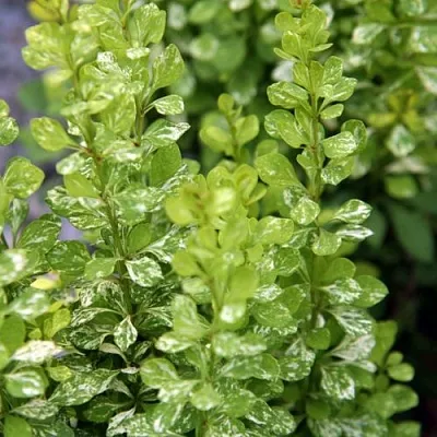 Барбарис ПАУ ВАУ тунберга в Самаре