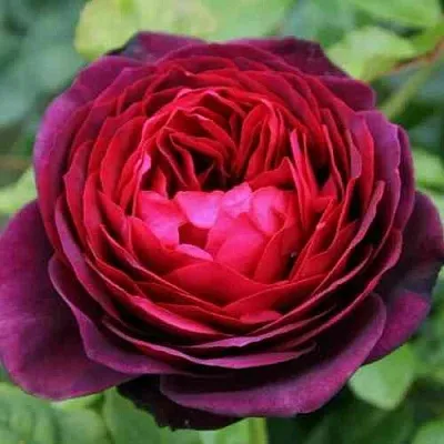 Саженцы роз АСТРИД ГРАФИН ФОН ХАРДЕНБЕРГ шраб в Самаре