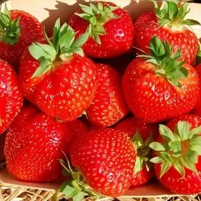 Клубника ЭЛЬСАНТА в Самаре