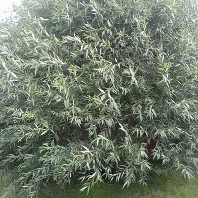 Ива СЕРЕБРИСТАЯ в Самаре