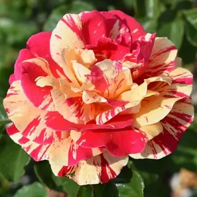 Саженцы роз ВАНИЛЛА ФРАЙЗ плетистая в Самаре