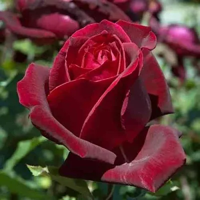 Саженцы роз ПАПА МЕЙЯН чайно-гибридная в Самаре