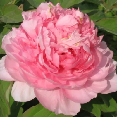 Пион ИМПЕРАТОРСКАЯ НАЛОЖНИЦА древовидный в Самаре