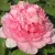 Пион ИМПЕРАТОРСКАЯ НАЛОЖНИЦА древовидный — описание сорта Пион ИМПЕРАТОРСКАЯ НАЛОЖНИЦА древовидный в Самаре