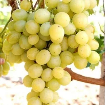 Виноград ТАЛИСМАН в Самаре