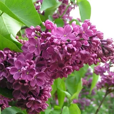 Сирень ДЕНЬ ПОБЕДЫ  Сирень ДЕНЬ ПОБЕДЫ в Самаре