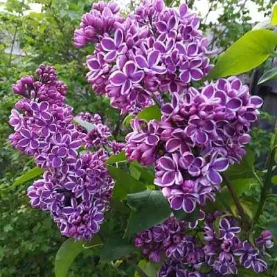 Сирень СЕНСАЦИЯ  Сирень СЕНСАЦИЯ в Самаре