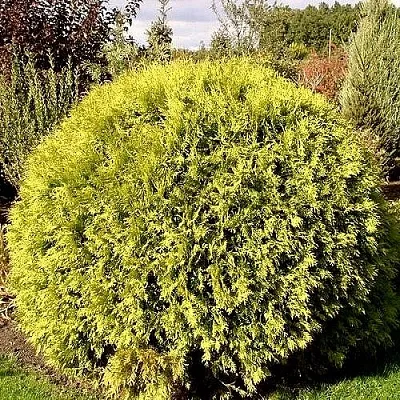 Туя ГЛОБОЗА АУРЕА западная  Туя ГЛОБОЗА АУРЕА западная в Самаре