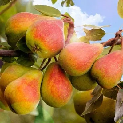 Груша ЗАБАВА в Самаре