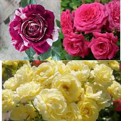 Комплект РОЗОВЫЙ АКЦЕНТ в Самаре