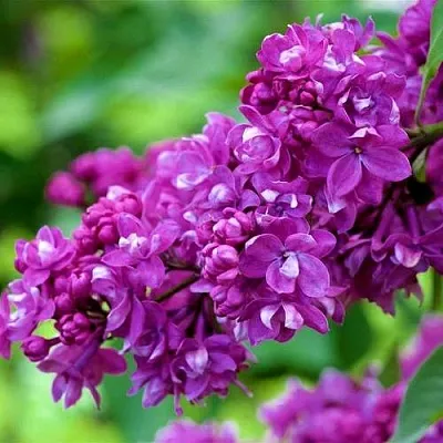 Сирень ОГНИ ДОНБАССА  Сирень ОГНИ ДОНБАССА в Самаре