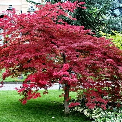 Клен пальмолистный в Самаре