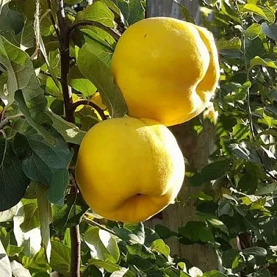 Айва МАРИЯ в Самаре