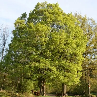 Клен полевой в Самаре
