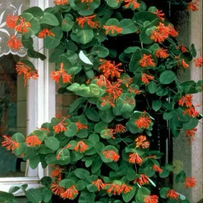 Жимолость ДРОМПОР СКАРЛЕТТ брауна в Самаре