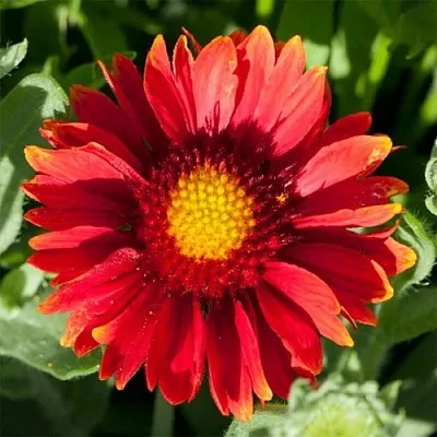 Гайлардия АРИЗОНА РЕД ШЕЙДС в Самаре