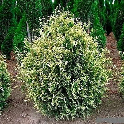 Туя ГОЛД ПЕРЛ западная  Туя ГОЛД ПЕРЛ западная в Самаре