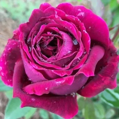 Саженцы роз РОЯЛ ПАЛАС японская в Самаре