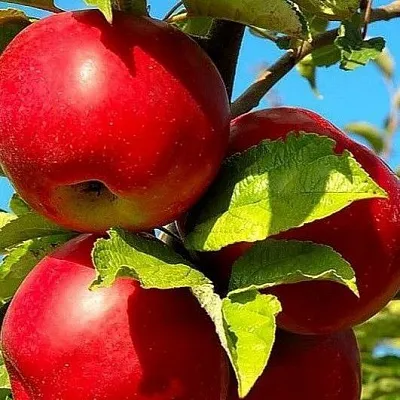 Зимние сорта в Самаре