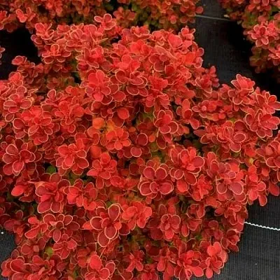 Барбарис РЕД ХОТ ЧИЛИ тунберга в Самаре