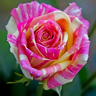 Саженцы роз ФИЕСТА чайно-гибридная в Самаре