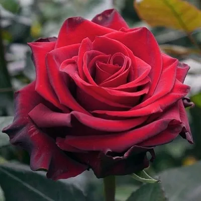 Саженцы роз ЭКСПЛОРЕР чайно-гибридная в Самаре