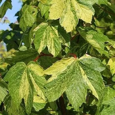 саженцы клена