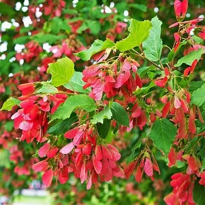 Клен татарский в Самаре