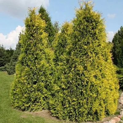 Туя АУРЕОСПИКАТА западная  Туя АУРЕОСПИКАТА западная в Самаре